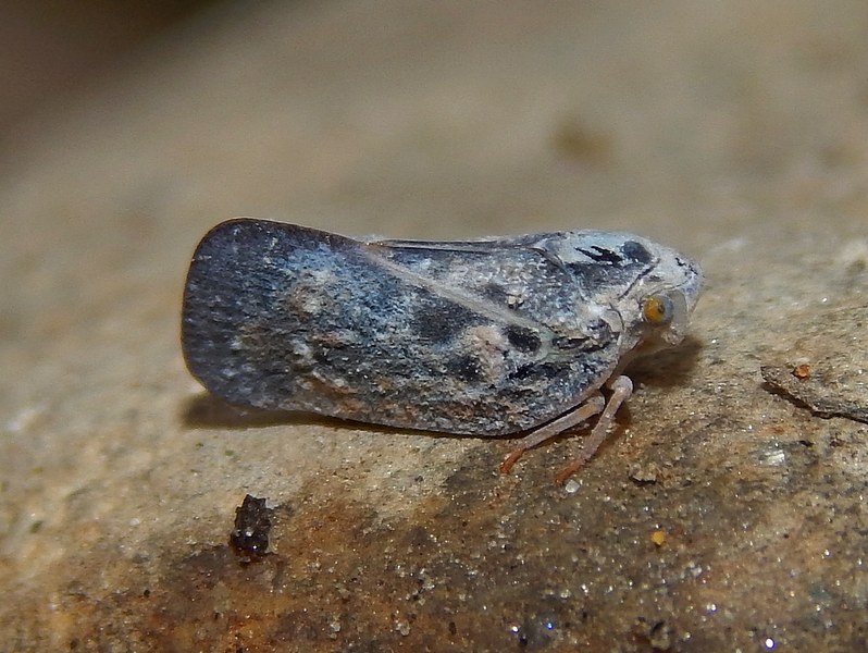 Flatidae: Metcalfa pruinosa della Lombardia